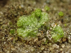 Marchantia polymorpha
