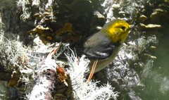 Setophaga occidentalis