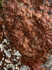 Lichinaceae