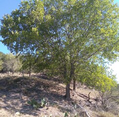 Celtis reticulata