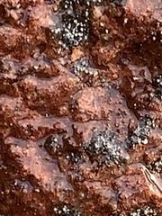 Lichinaceae