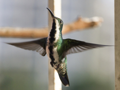 Anthracothorax nigricollis