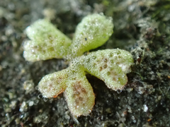 Riccia frostii