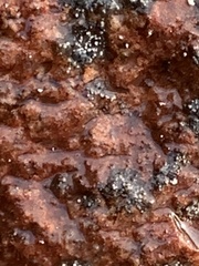 Lichinaceae