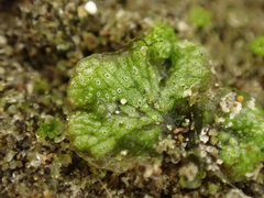 Marchantia polymorpha