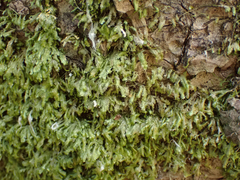 Homalia trichomanoides