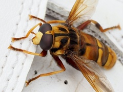 Milesia crabroniformis