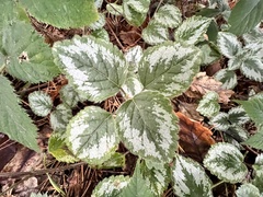 Lamium galeobdolon argentatum