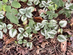 Lamium galeobdolon argentatum