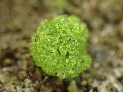 Riccia cavernosa