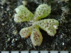 Riccia frostii