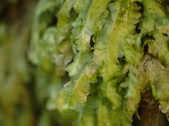 Homalia trichomanoides