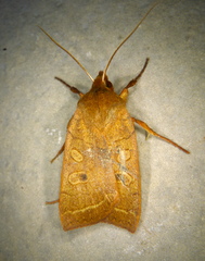 Epiglaea apiata