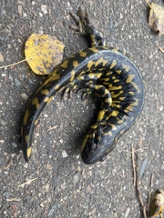 Ambystoma tigrinum