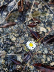 Erigeron allisonii