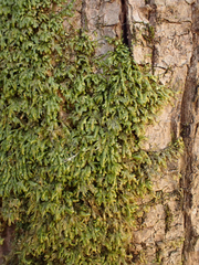 Homalia trichomanoides