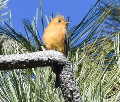 Mitrephanes phaeocercus