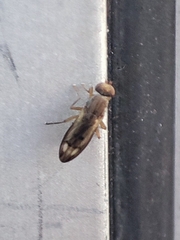 Opomyza germinationis