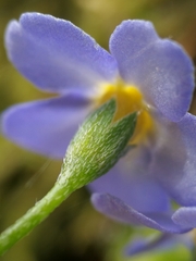 Myosotis scorpioides