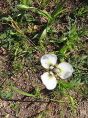 Moraea tricuspidata