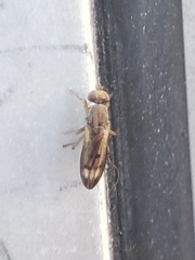 Opomyza germinationis