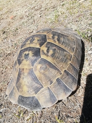 Testudo graeca