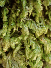 Homalia trichomanoides