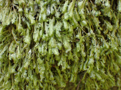 Homalia trichomanoides