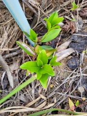 Eugenia brasiliensis