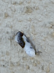 Acontia