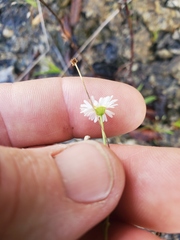 Erigeron allisonii