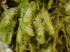 Homalia trichomanoides