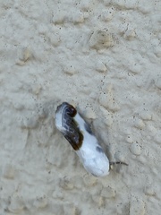 Acontia