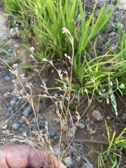 Juncus bufonius