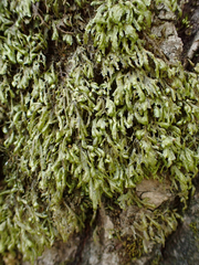 Homalia trichomanoides