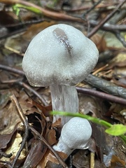 Entoloma abortivum