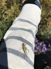 Oecanthus pini