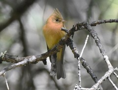 Mitrephanes phaeocercus