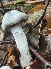 Entoloma abortivum