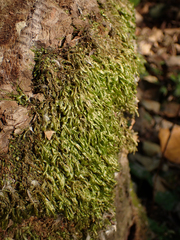 Homalia trichomanoides