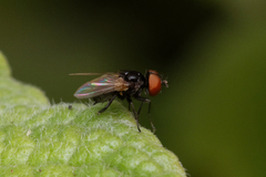 Phasia barbifrons