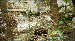 Podarcis siculus siculus