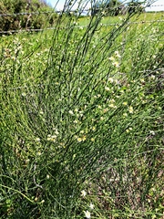 Chloracantha spinosa