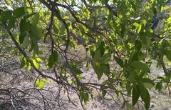 Celtis reticulata