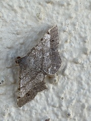 Frederickia nigricomma