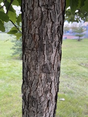 Quercus bicolor