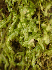 Homalia trichomanoides