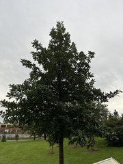 Quercus bicolor