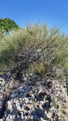 Ephedra viridis