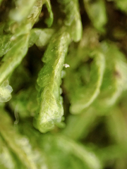 Homalia trichomanoides